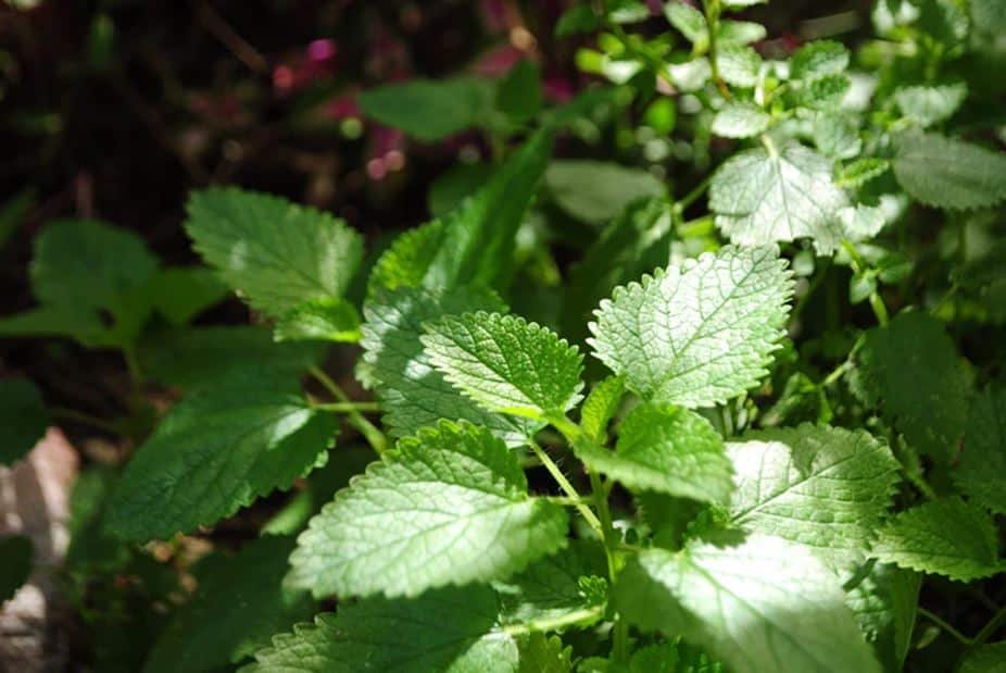 Growing Natural Herbs