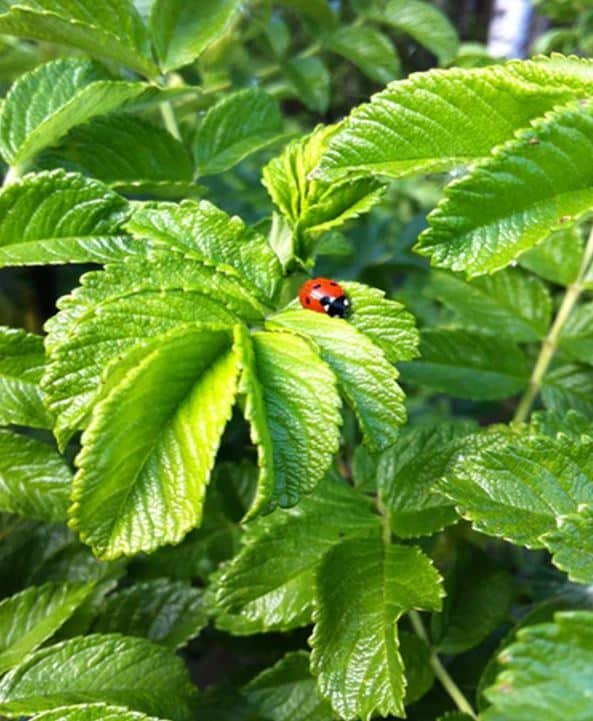 herbs pruning needs