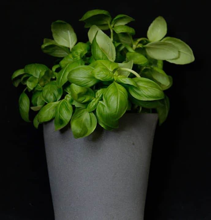 planting herbs in pots