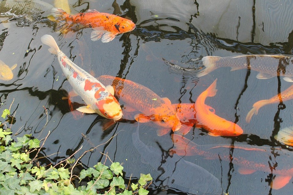 Koi Carp Fish