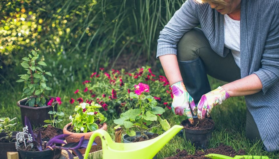 Dependable Plants For Your Garden