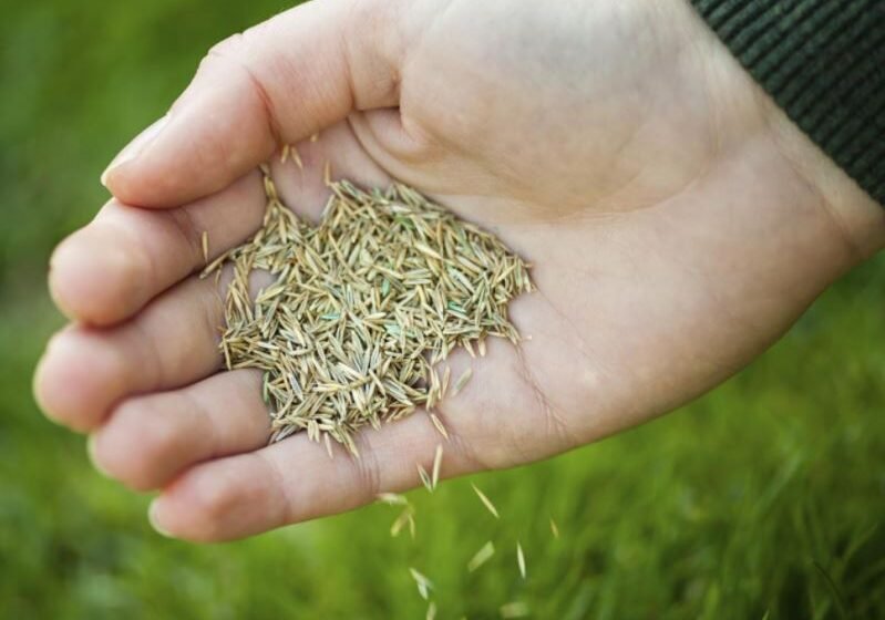 Advantages of Grass Seed