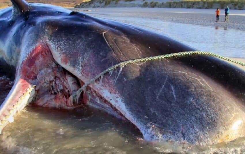  Real Story Behind Blue Whale Bitten in Half 2021