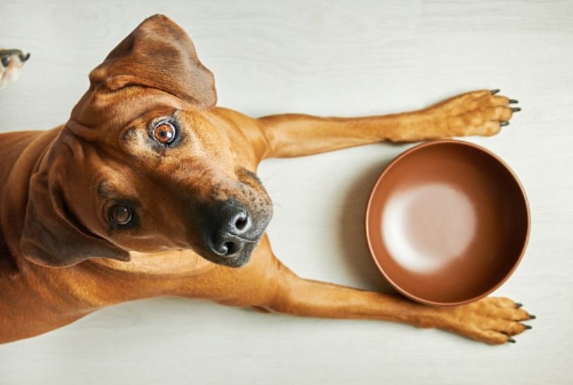 Improve your Dog's Digestion