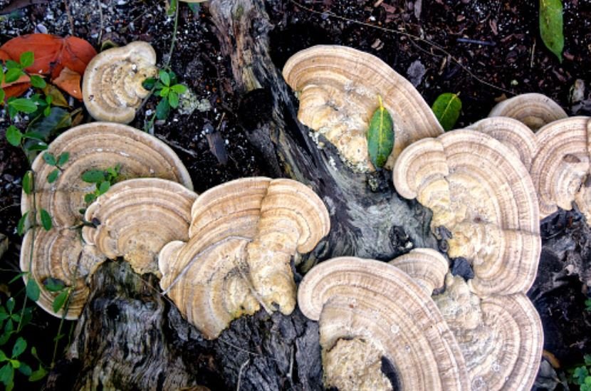 Turkey Tail Mushrooms