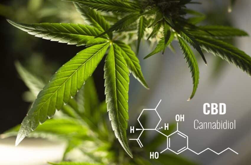  A Quick Guide on the Common Types of CBD