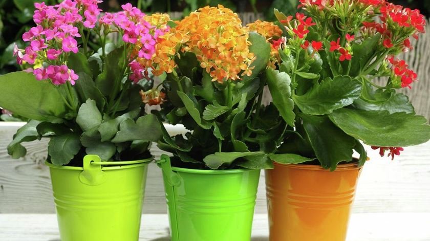  Characteristics and Care of Kalanchoe