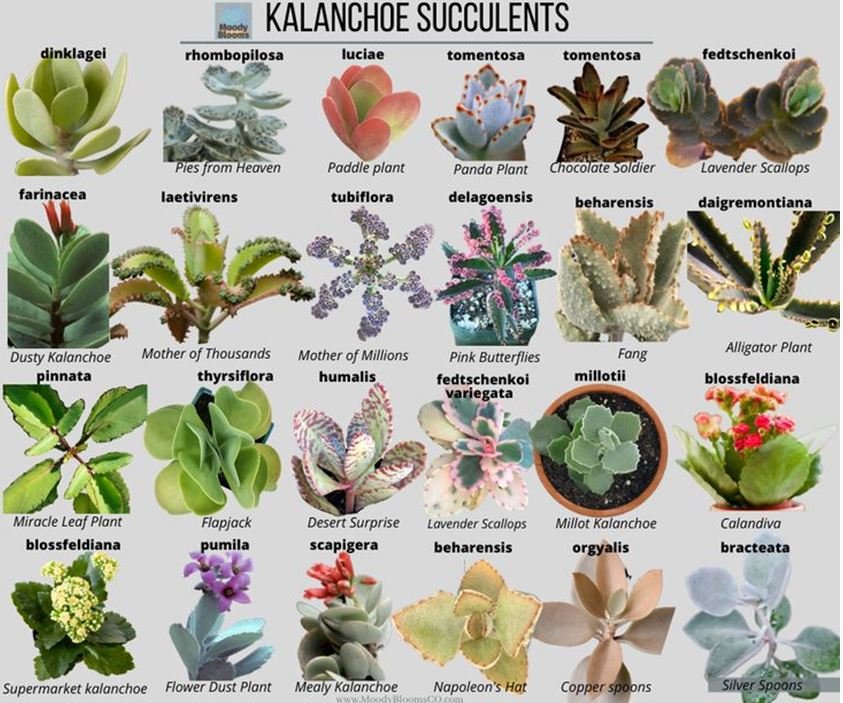 kalanchoe succulents