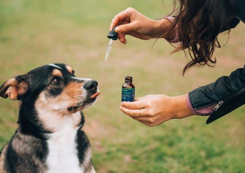 CBD Dog Treats