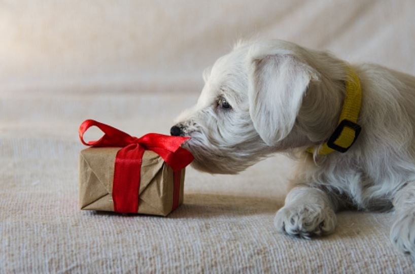 Gift for Dog Lovers