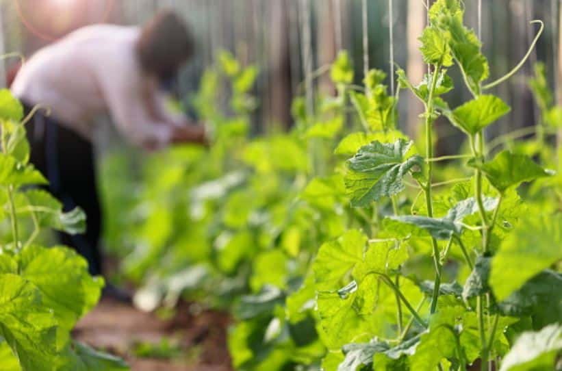 Permaculture Garden