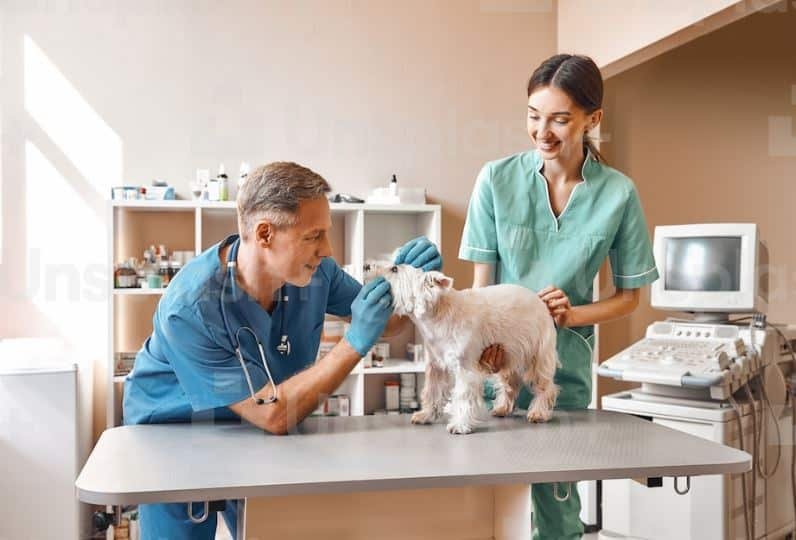 Healthcare Advice For Dogs