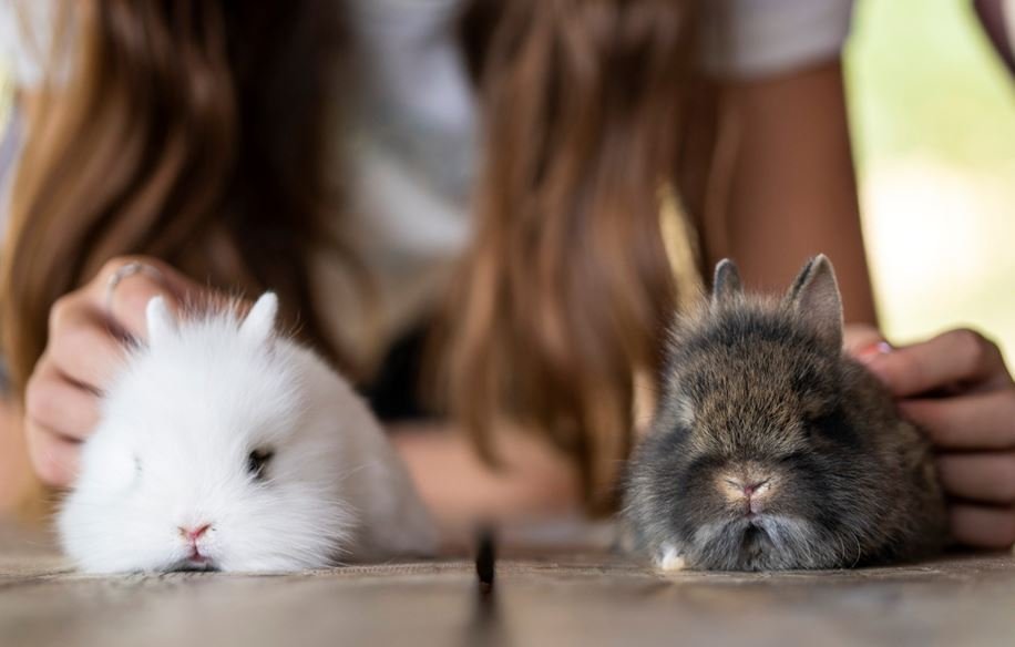 Rabbits make a Great Choice