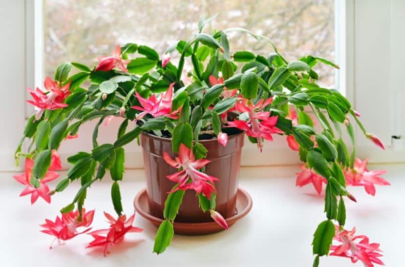 Christmas Cactus Plant