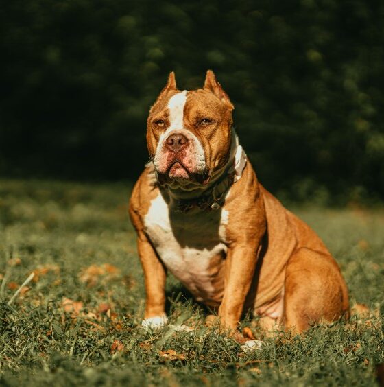 XL Bully Dog