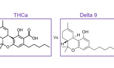 THCa vs Delta 9