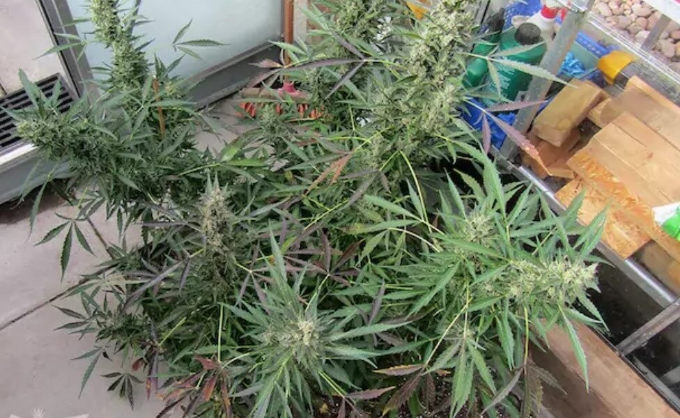Autoflowering Seeds