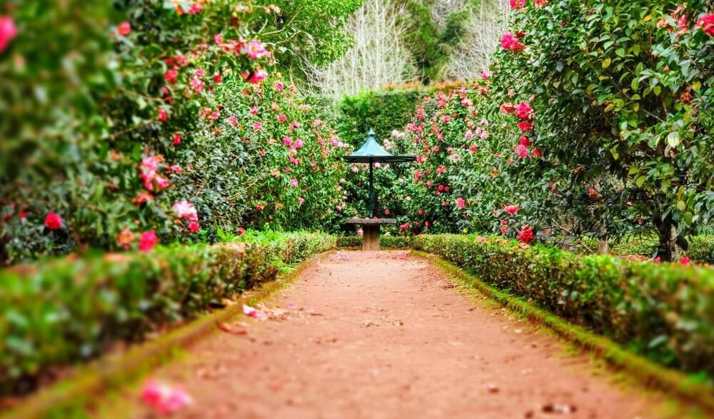 Lawn and Garden Borders