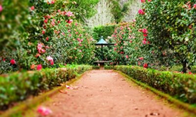 Lawn and Garden Borders