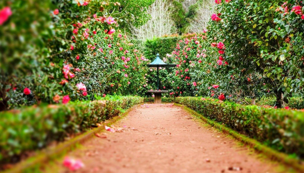 Lawn and Garden Borders