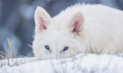 Dire Wolves