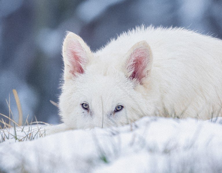 Dire Wolves