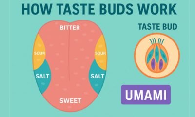 How taste buds Work