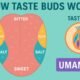 How taste buds Work