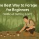 Best Way to Forage for Beginners