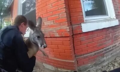 Escaped Kangaroo