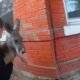 Escaped Kangaroo