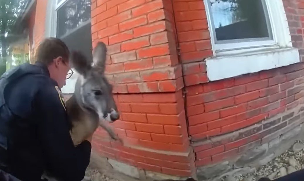 Escaped Kangaroo