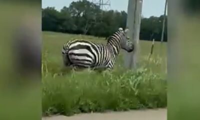 Escaped Pet Zebra