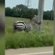 Escaped Pet Zebra