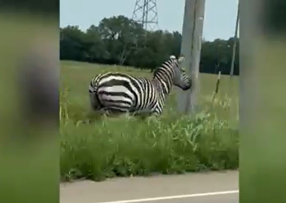 Escaped Pet Zebra