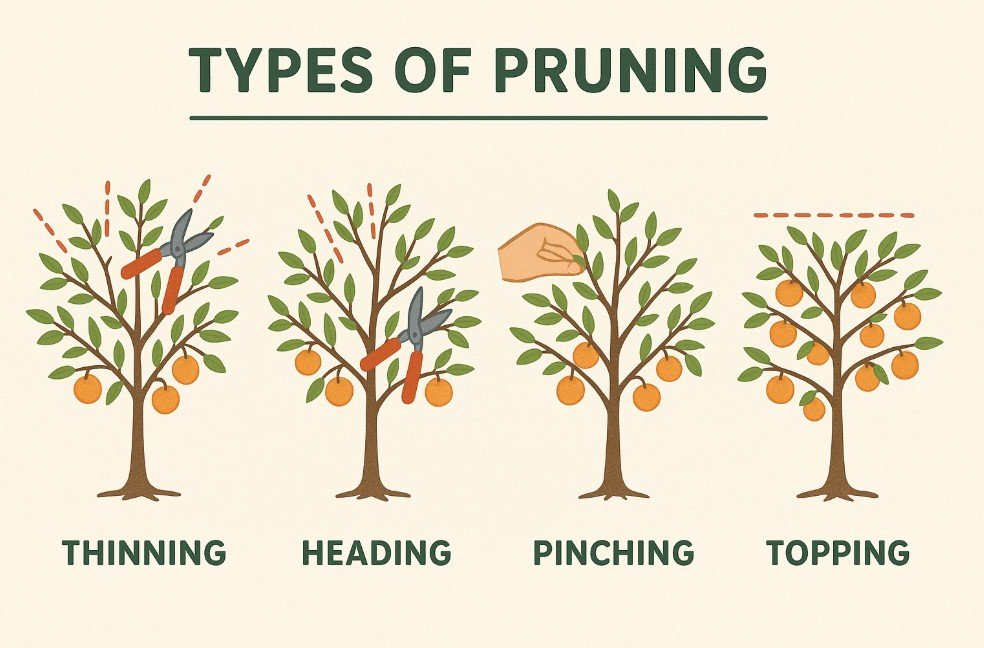 Types of Pruning
