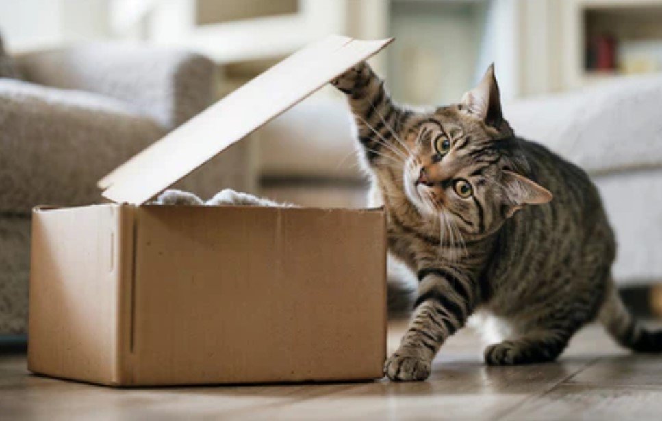 Cats Like to Play and Hunt in Boxes