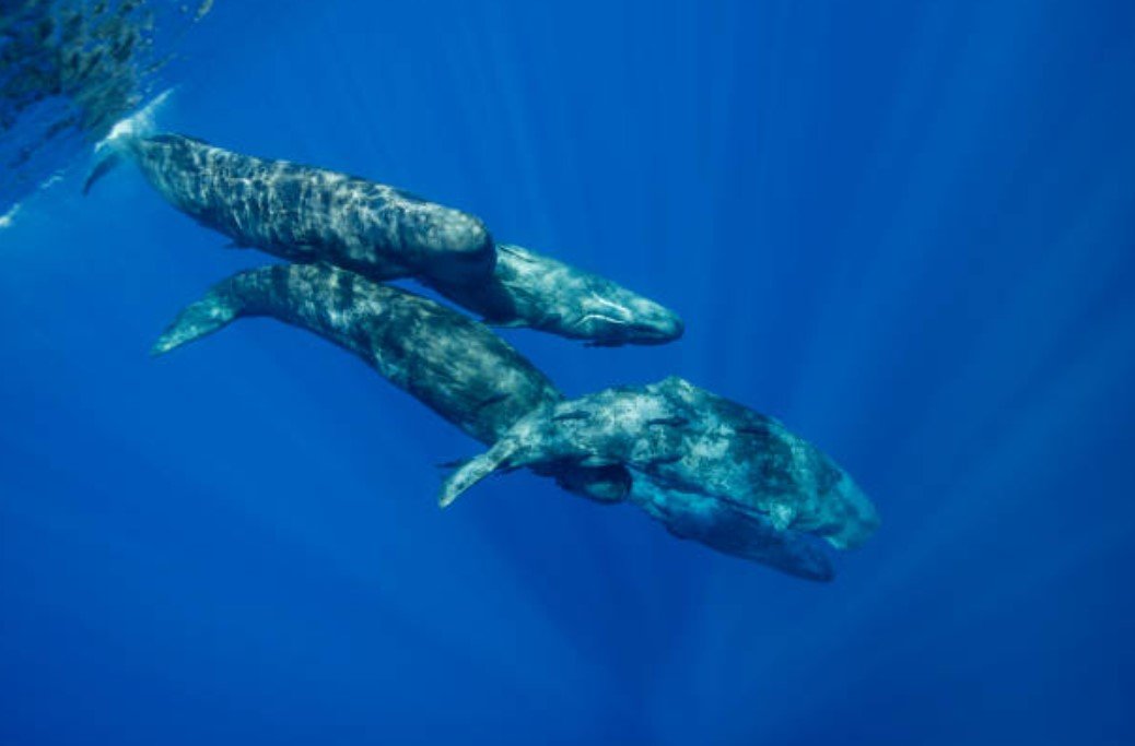 Facts About the Sperm Whale