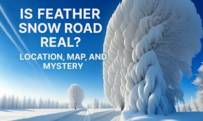 Feather Snow Road