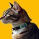 GPS Trackers for pets