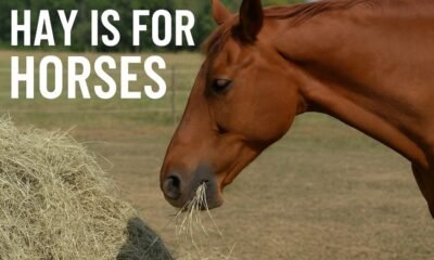 Hay is for Horses