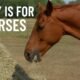 Hay is for Horses