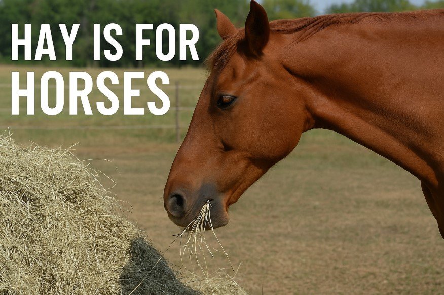 Hay is for Horses