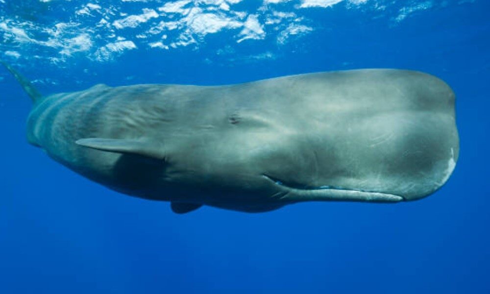 Sperm Whale