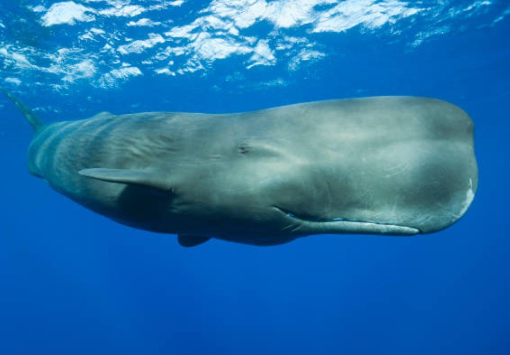 Sperm Whale