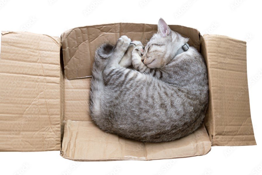 cats sleep in boxes