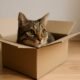 why do cats like boxes