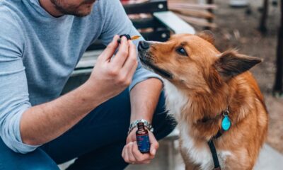 Best dog cbd