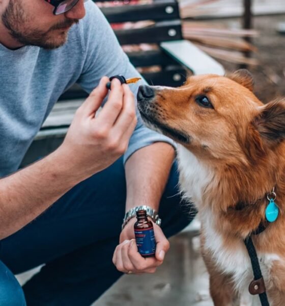 Best dog cbd