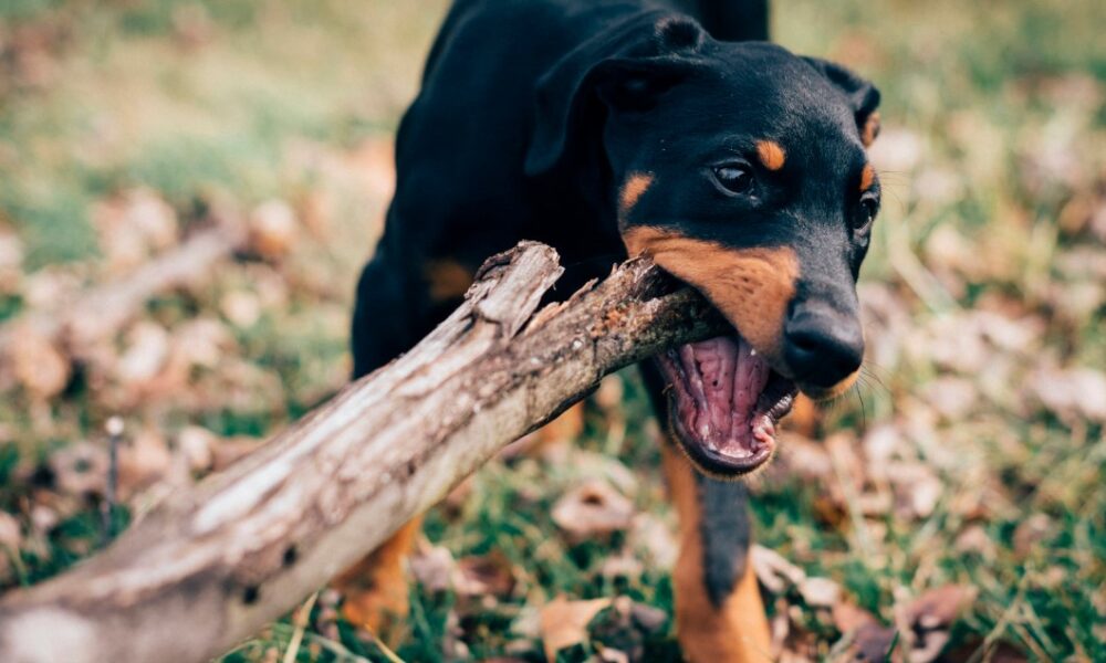 Michigan Dog Bite Lawyer